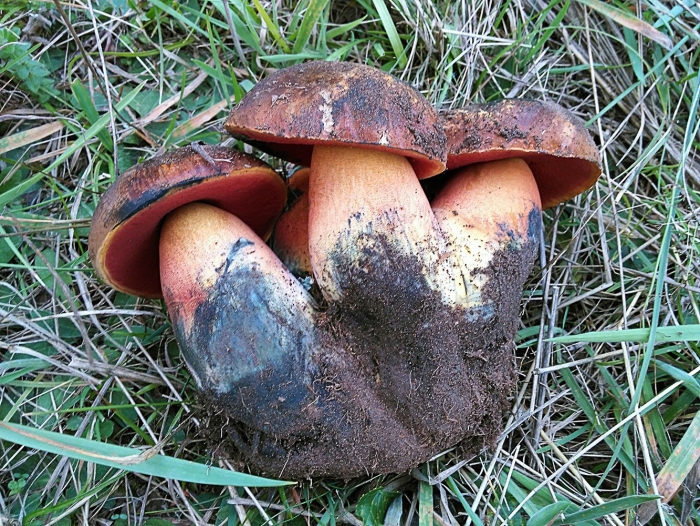 Boletus erythropus