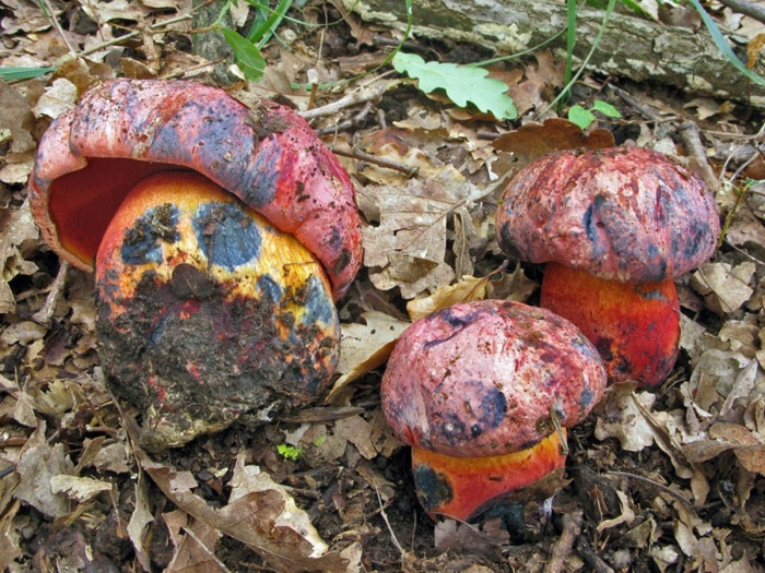 Боровик пурпурный boletus purpureus