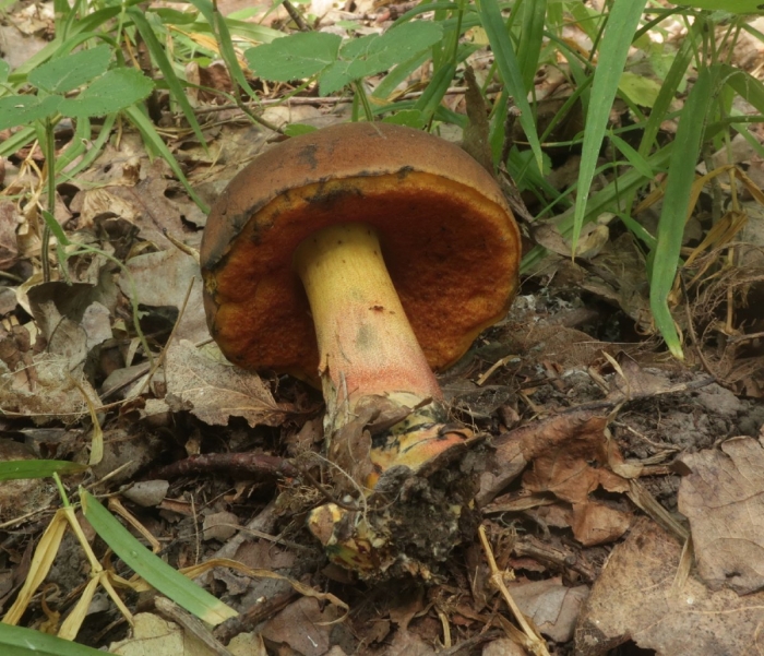 Поддубовик гриб ложный