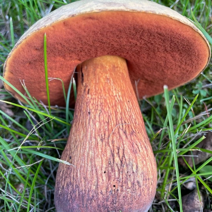 Дубовик обыкновенный