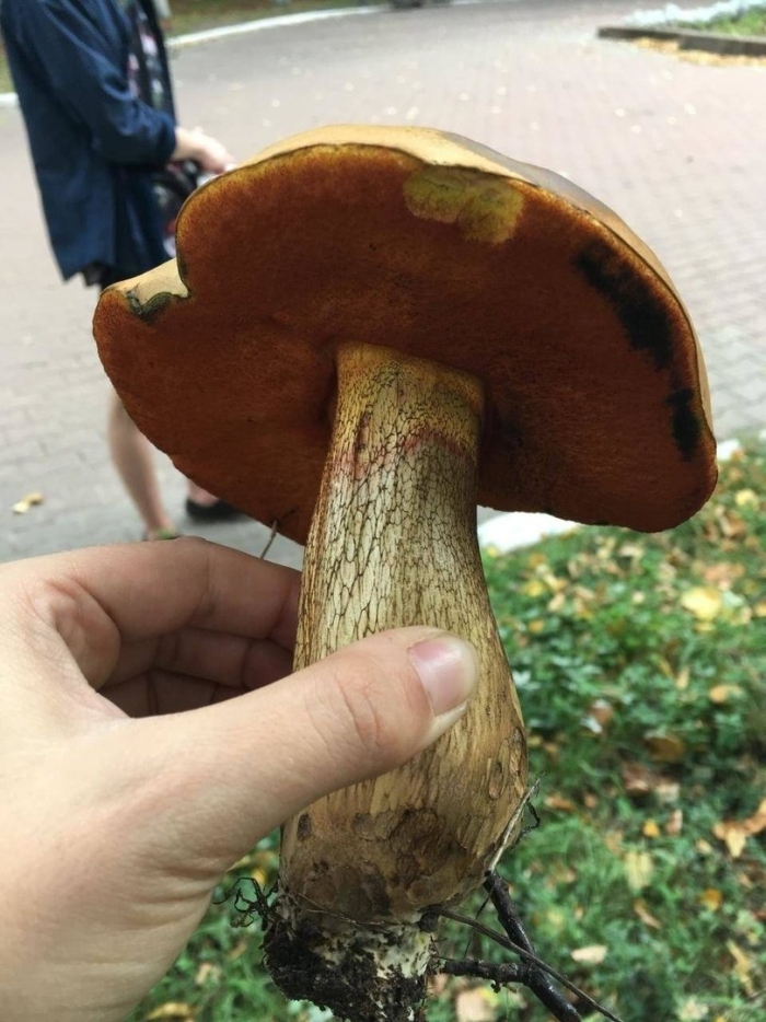 Гриб дубовик