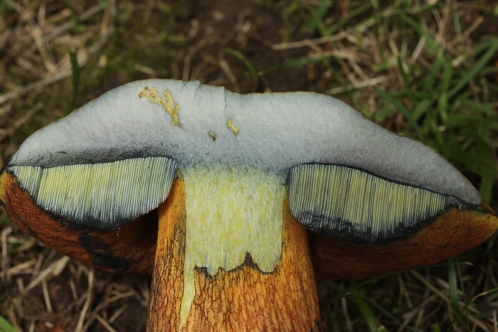 Cyanoboletus pulverulentus