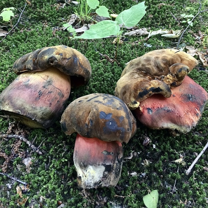 Поддубники сатанинский гриб