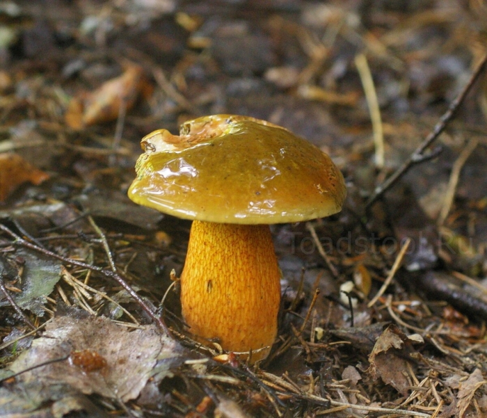 Дубовик оливково бурый