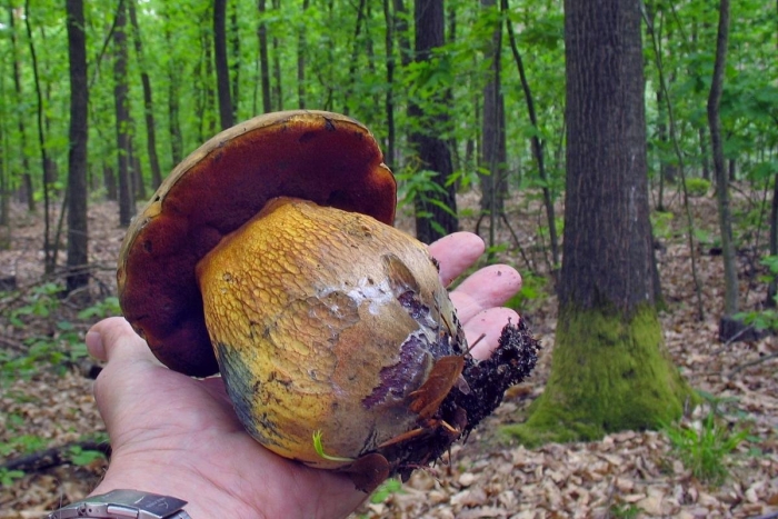 Поддубовик гриб