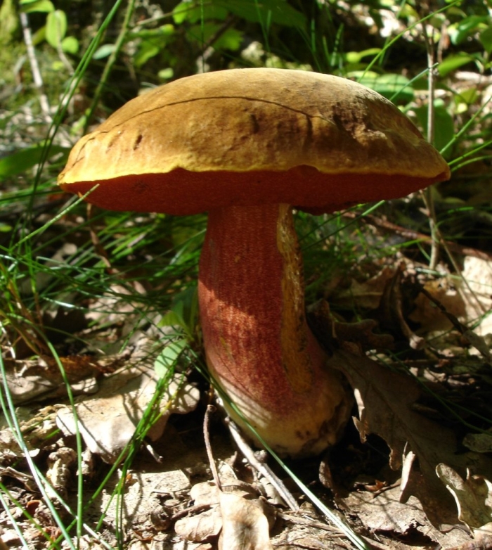 Гриб дубовик крапчатый