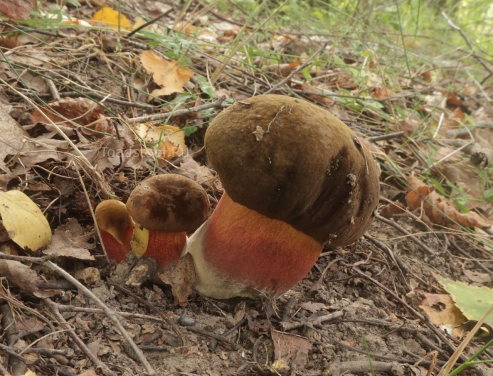 Дубовик крапчатый boletus erythropus