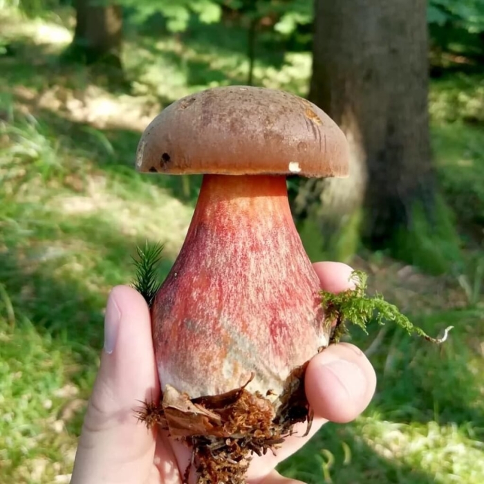 Поддубовик гриб