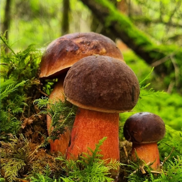 Дубовик крапчатый гриб