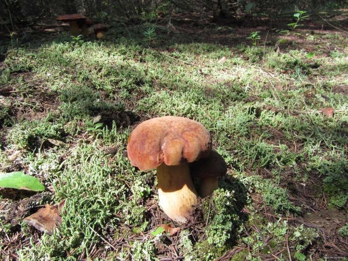 Боровик гриб