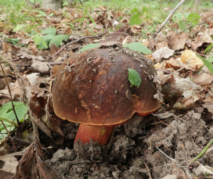 Дубовик обыкновенный