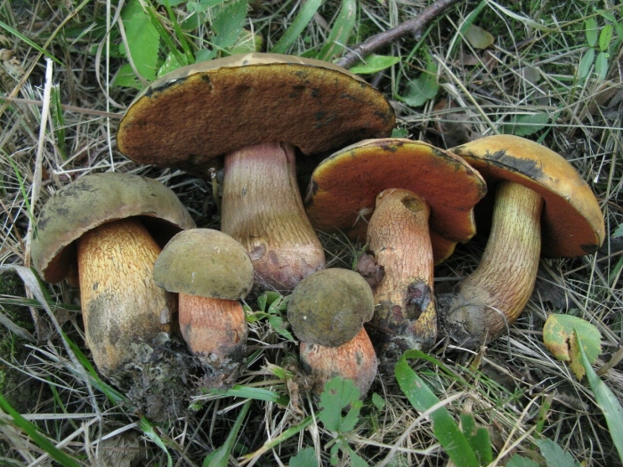 Гриб поддубовик дубовик