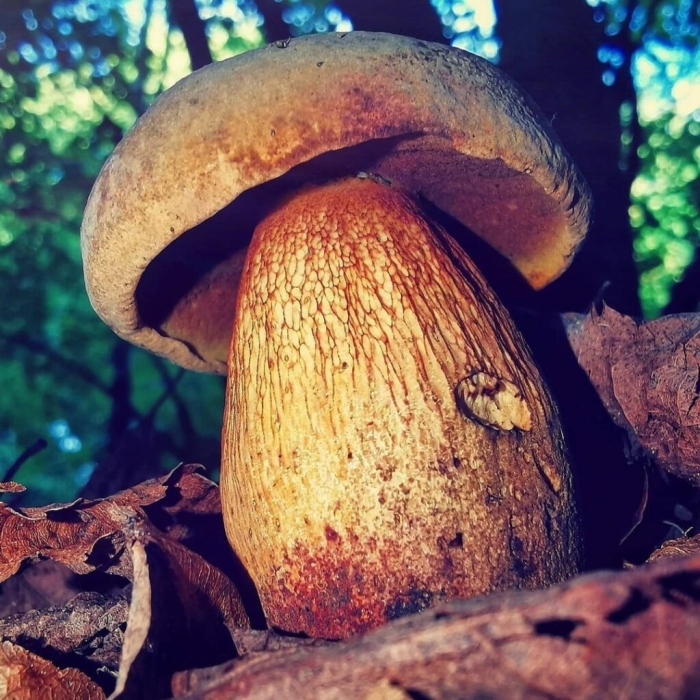 Гриб поддубовик сатанинский