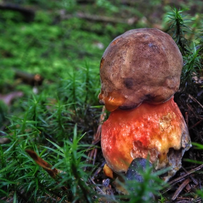 Дубовик крапчатый