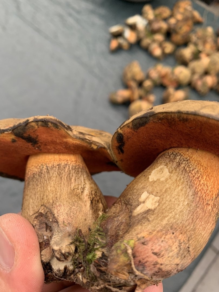 Поддубник гриб