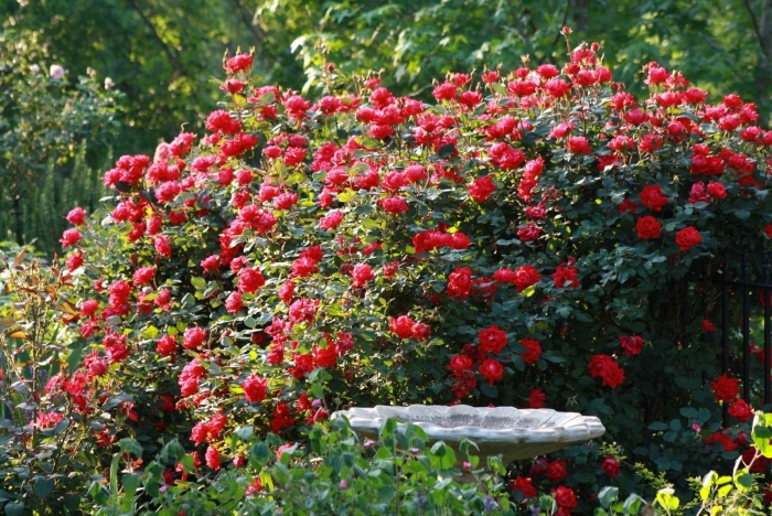 Роза ойвельд