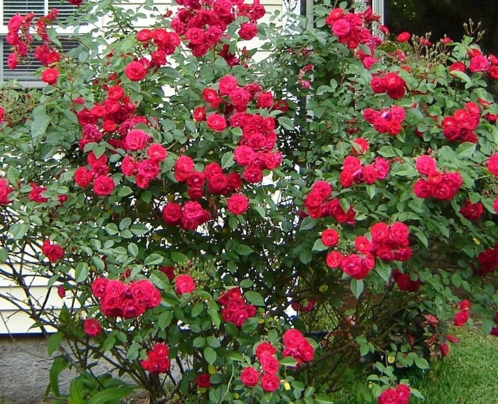 Фламентанц плетистая роза