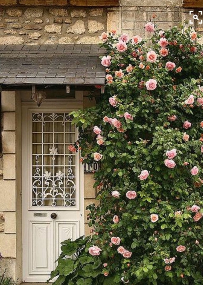 Роза гарден плетистая