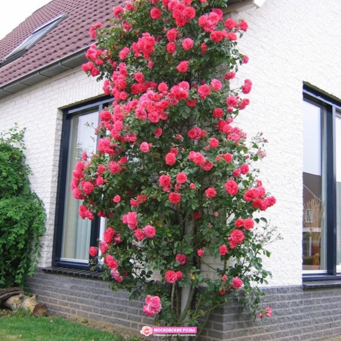 Роза розариум ютерсен