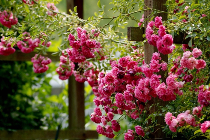 Плетистая роза