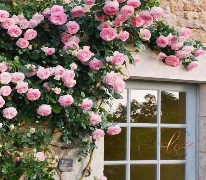 Роза плетистая сантана