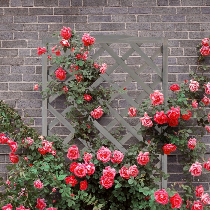 Роза шогун плетистая