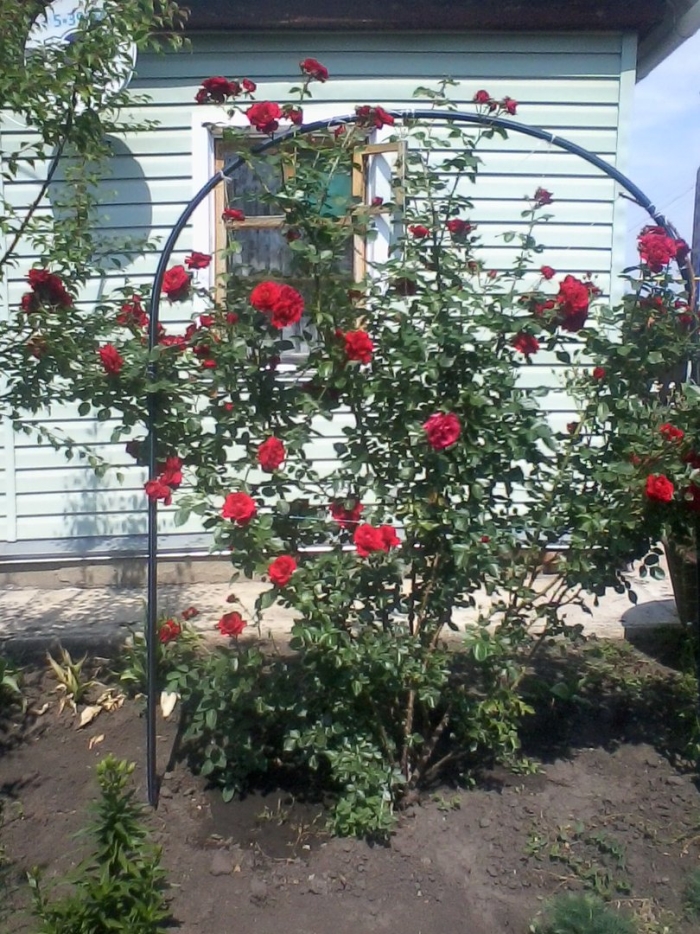 Роза плетистая посадика