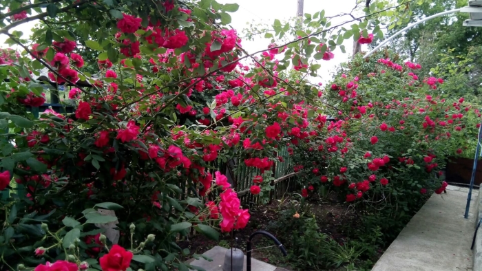 Роза аллегро плетистая