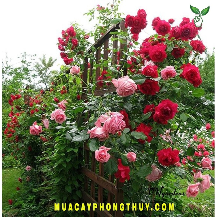 Красная плетистая роза