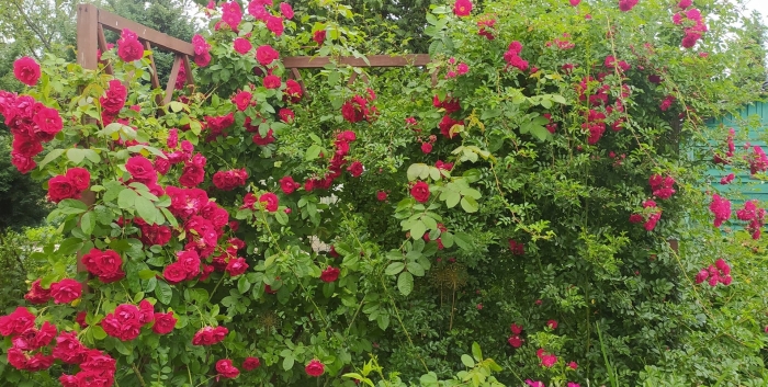 Плетистая роза фламентанц