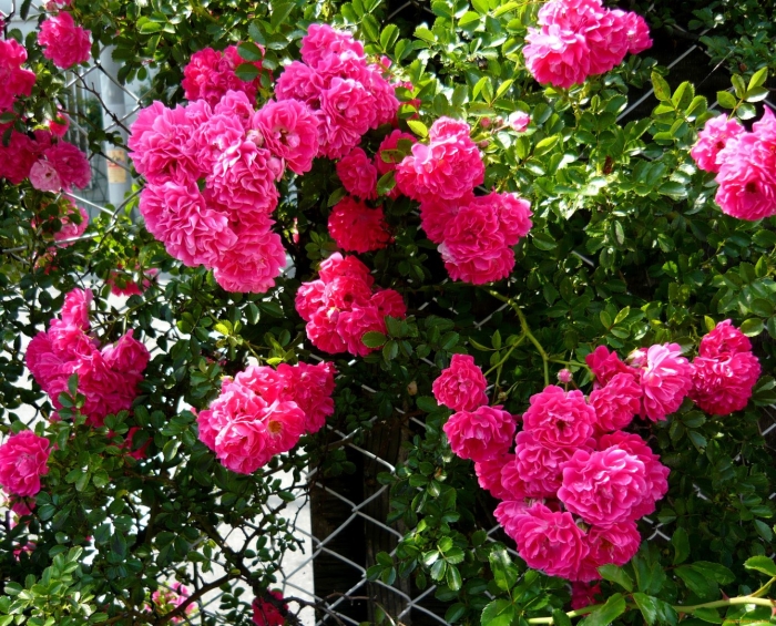 Роза эксцельза плетистая