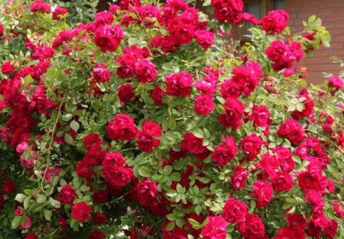 Роза плетистая фламентанц