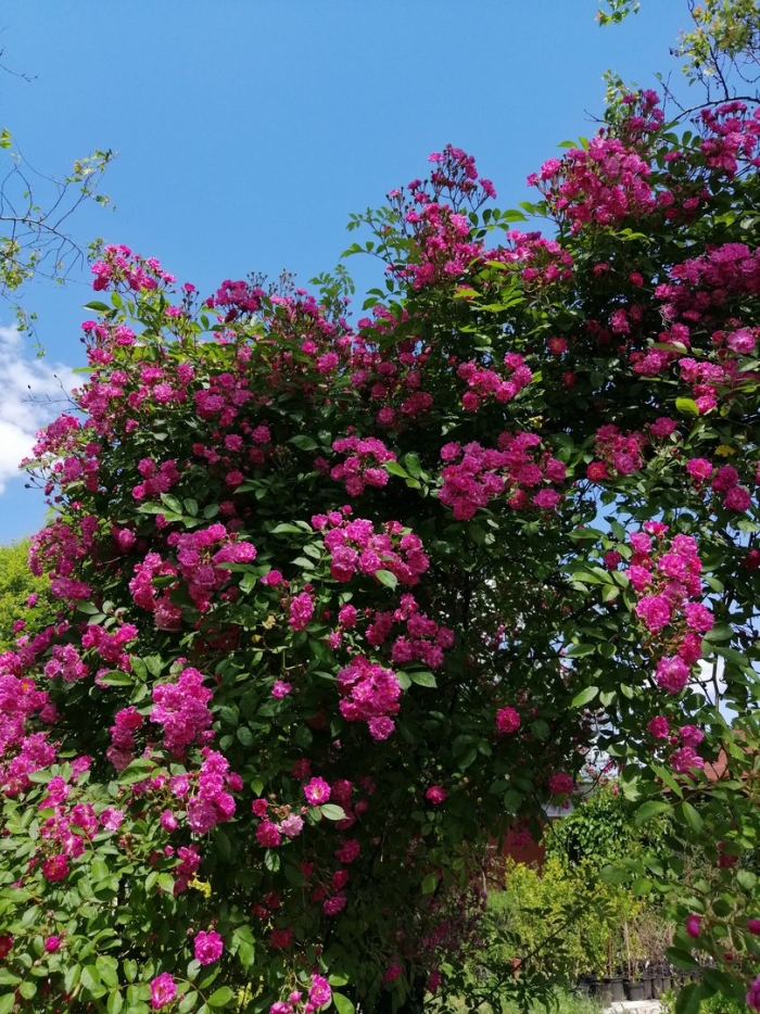 Роза плетистая вартбург