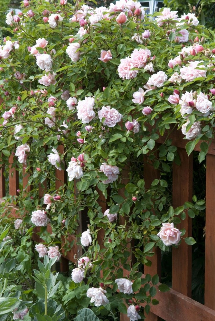 Роза джардина плетистая