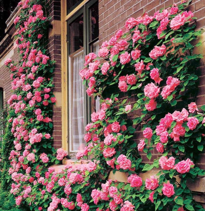 Роза плетистая зефирин друэн