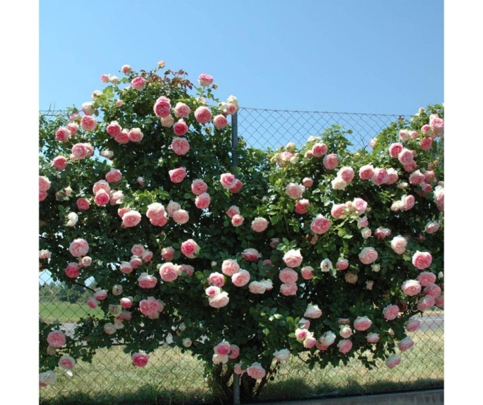 Роза пьер де ронсар