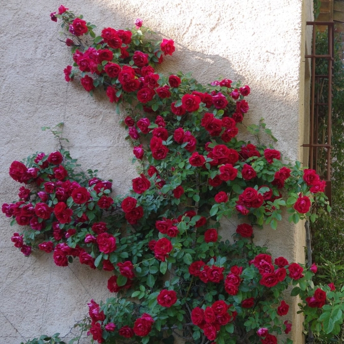 Роза аркадия плетистая