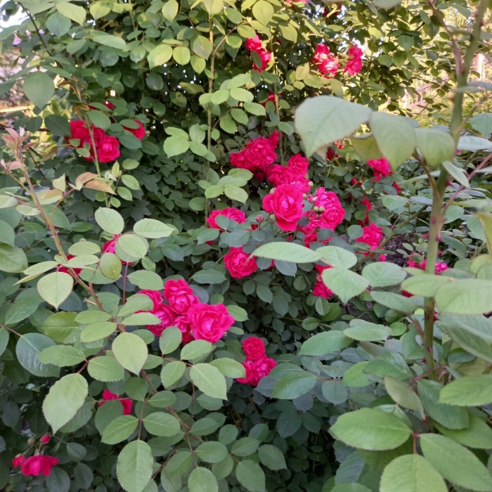 Роза квадра канадская парковая