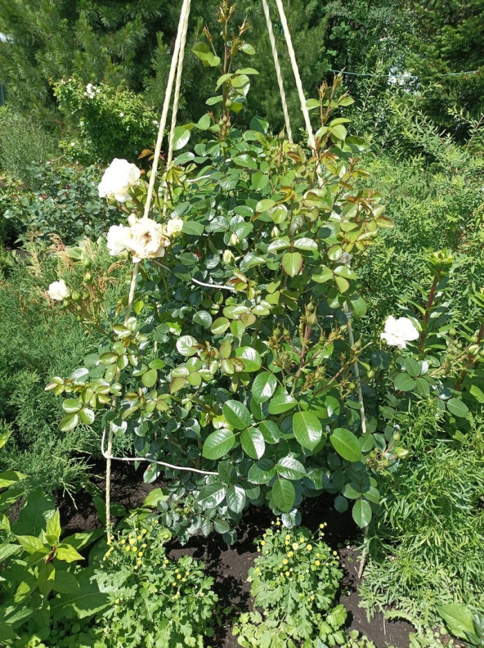 Белая плетистая роза