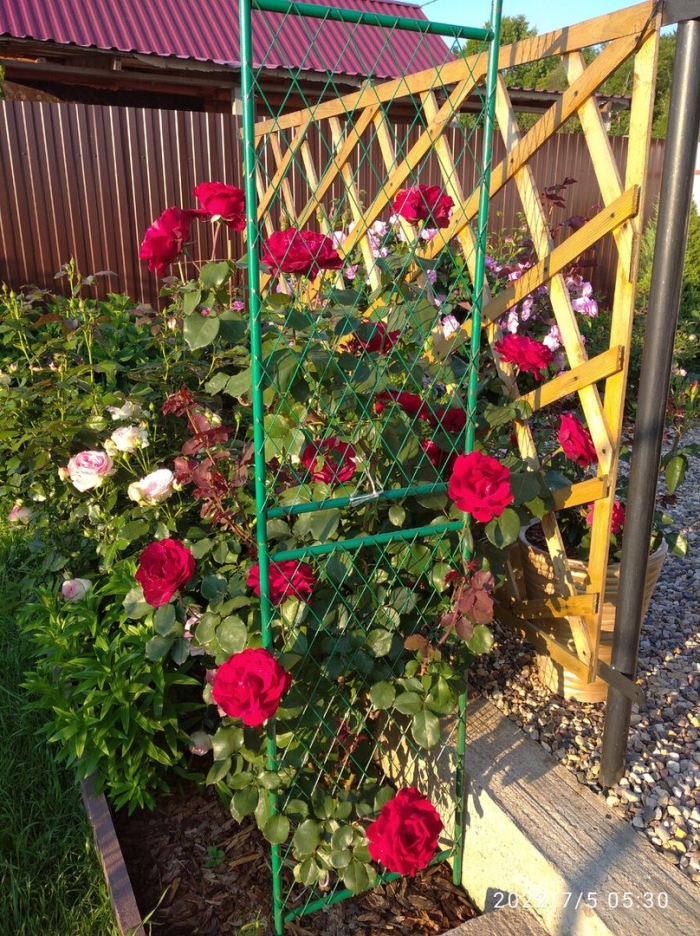 Плетистая роза дон жуан