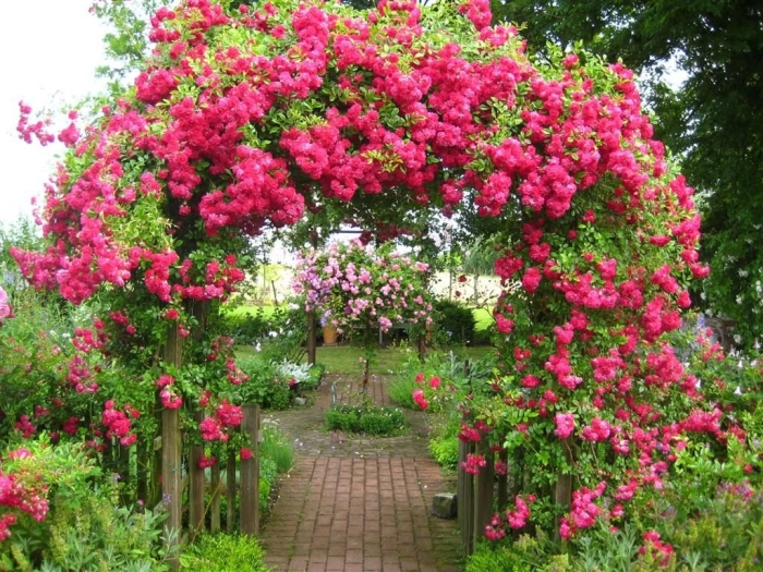 Роза плетистая эксцельза