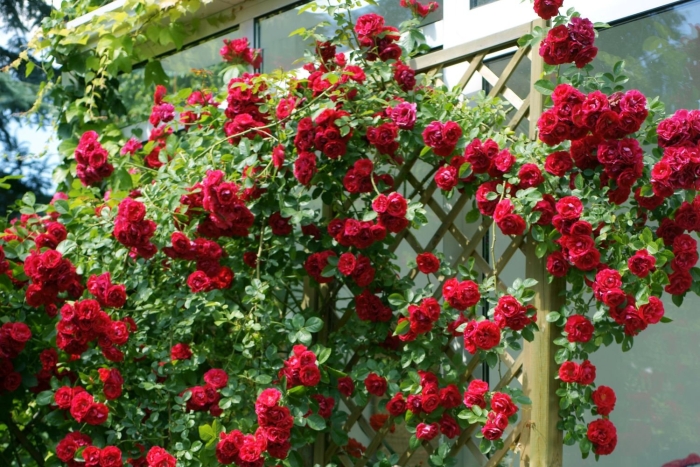 Роза камелот плетистая