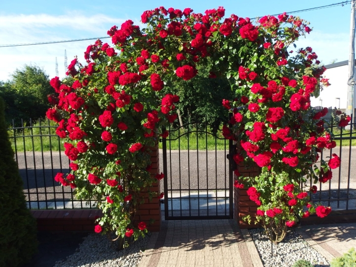 Amadeus роза плетистая