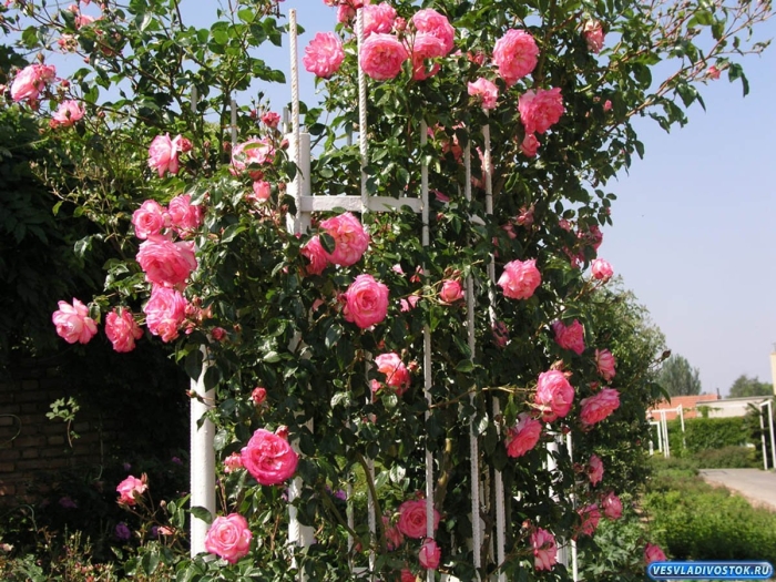 Плетистая роза лагуна