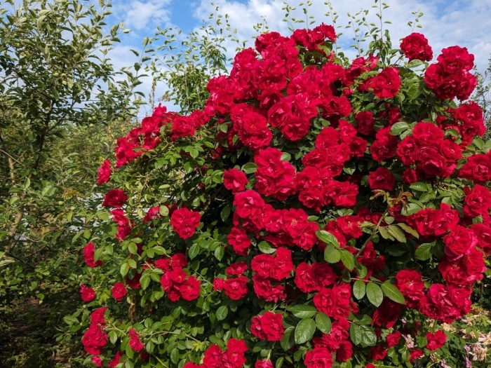 Роза плетистая фламментанц