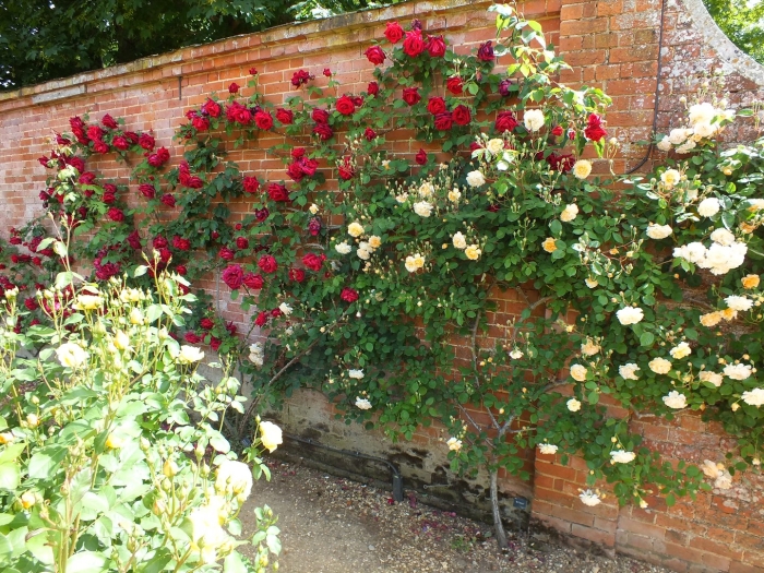 Роза флорентина плетистая