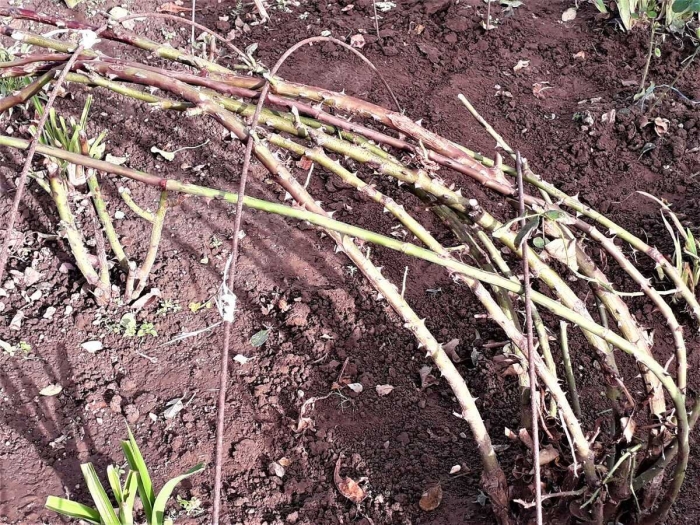 Окучивание и укрытие роз