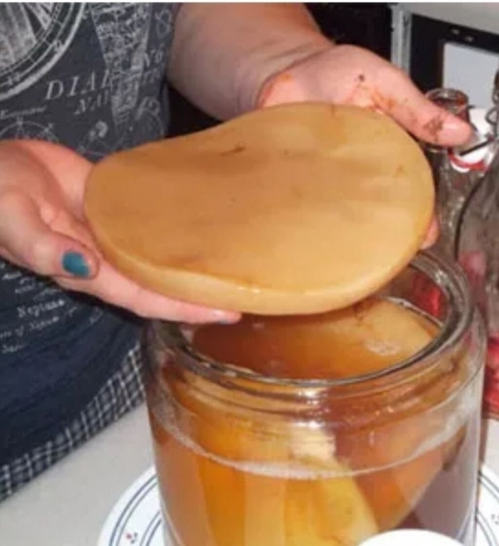 Комбуча гриб