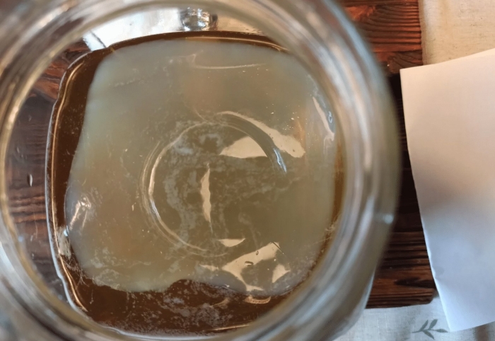 Чайный гриб комбуча