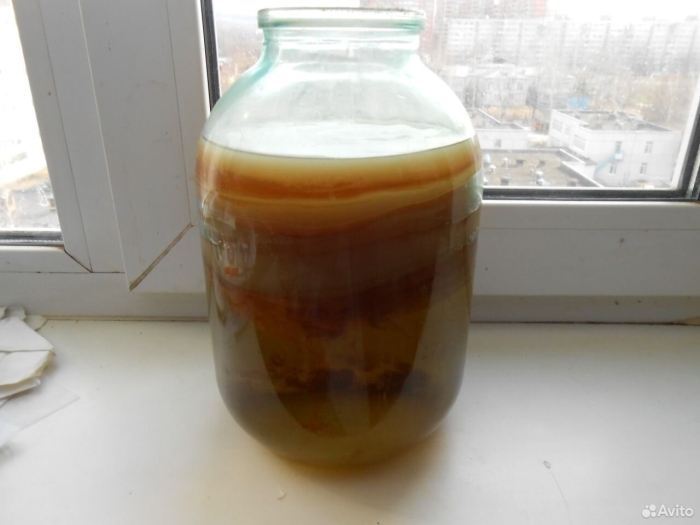 Чайный гриб в банке